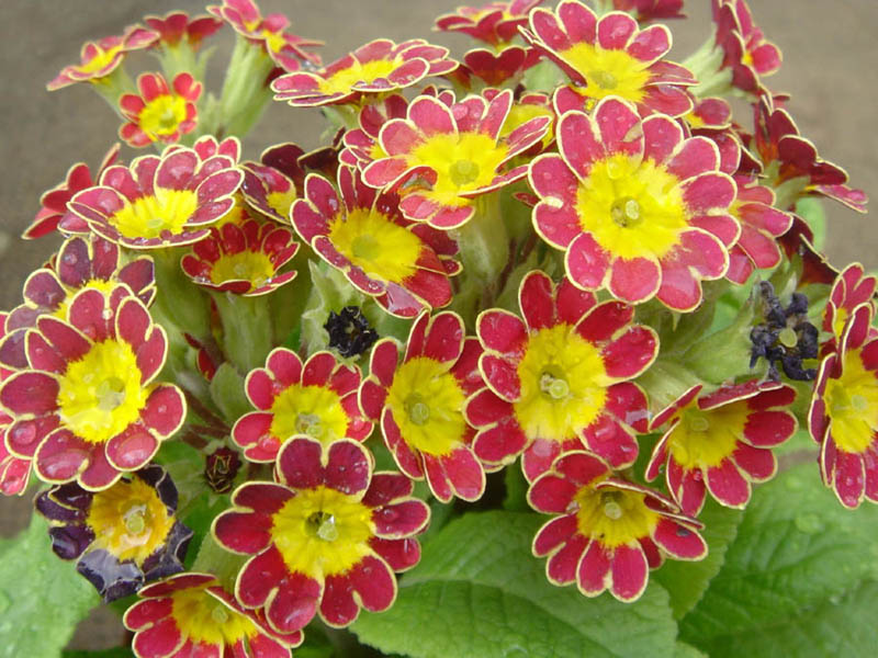 Primula 'Gold Lace' en fleurs dans un jardin d'ouvriers du nord de l'Angleterre